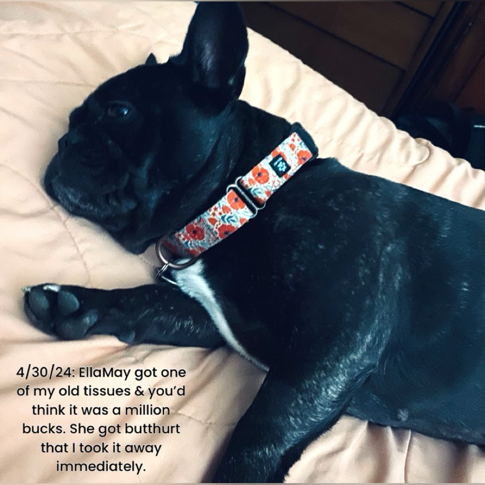 🐾Meet Ella! 🐾 NOT FOR SALE, EVER! - Picture 10 of 15